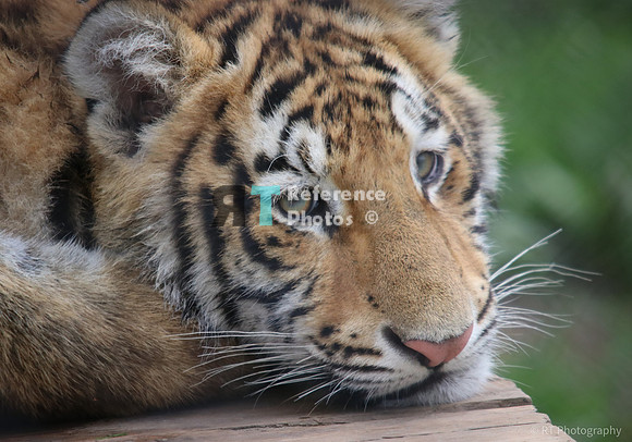 Bengal tiger (juvenile)