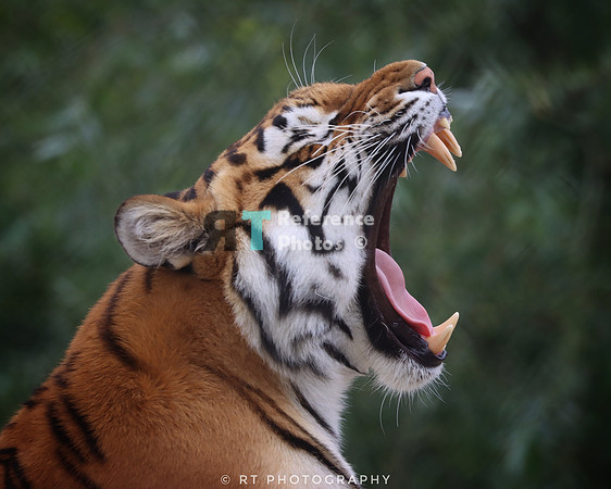 Bengal tiger