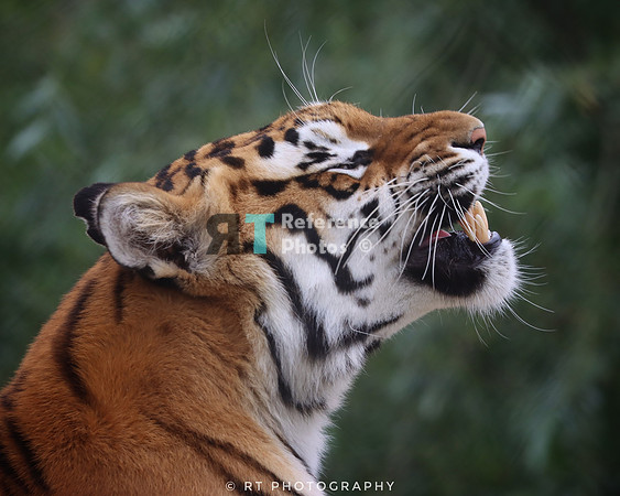 Bengal tiger