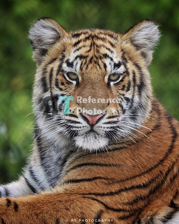Bengal tiger
