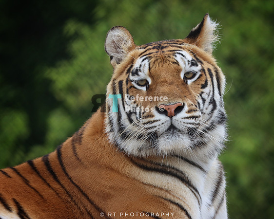 Bengal tiger