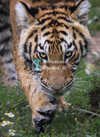 Bengal tiger (Note: slightly grainy)