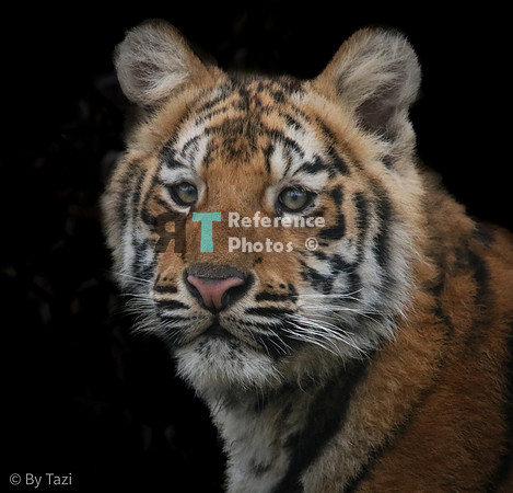 Bengal tiger cub