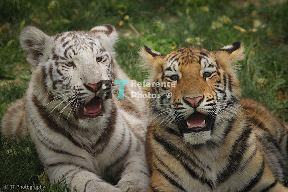 Bengal & bengal White tiger cub