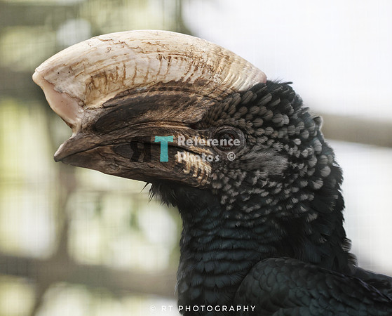 silvery-cheeked hornbill