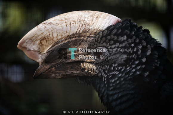 silvery-cheeked hornbill