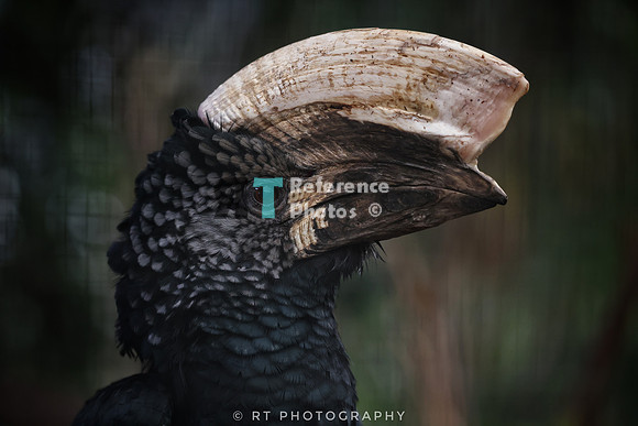 silvery-cheeked hornbill