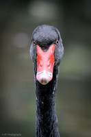 Black swan
