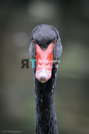 Black swan