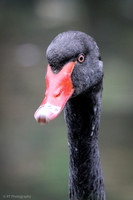 Black swan