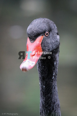Black swan