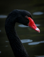 Black swan