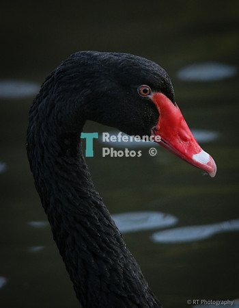 Black swan