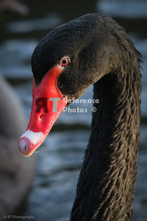 Black swan