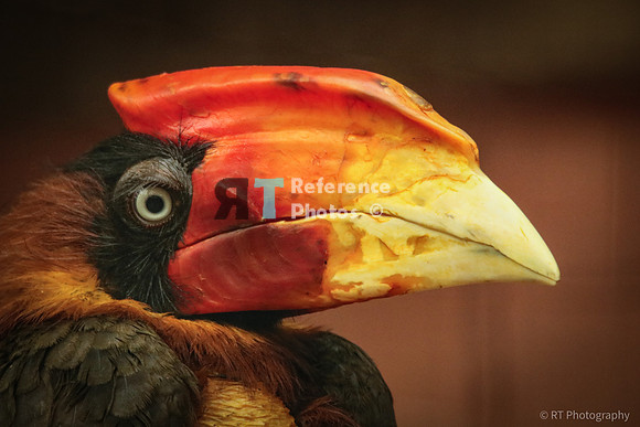 Hornbill