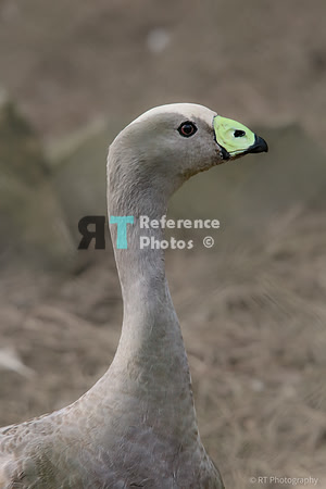 Goose