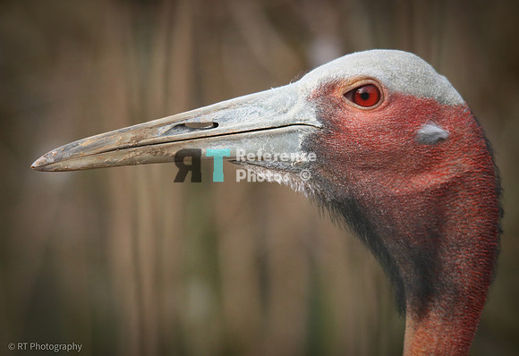 Crane