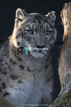 Snow leopard