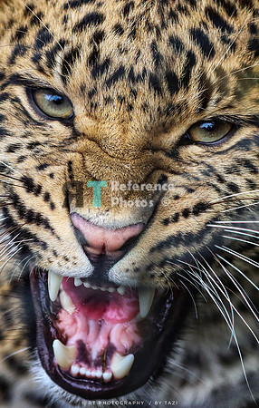 Hissing leopard