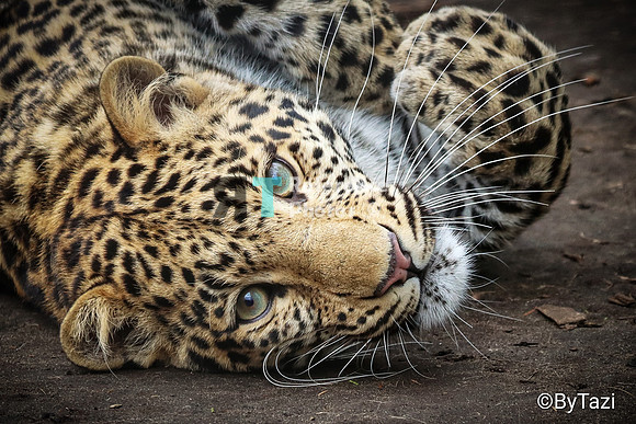 Relaxing leopard