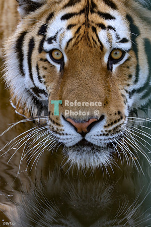 Amur tiger (juvenile close up)