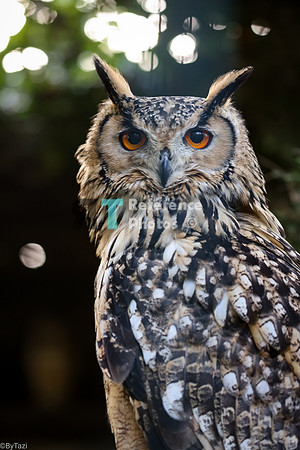 Bengal eagle owl