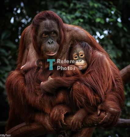 Orangutan Mother and daughter (note: slightly grainy)