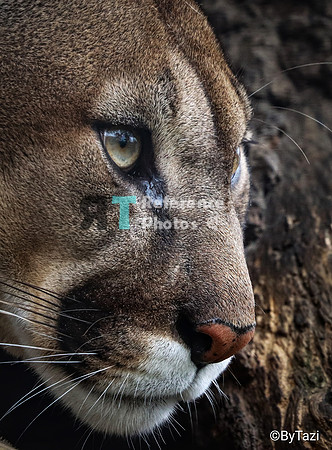 Puma profile