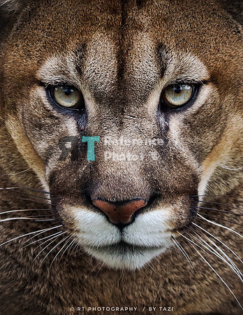 Puma close up