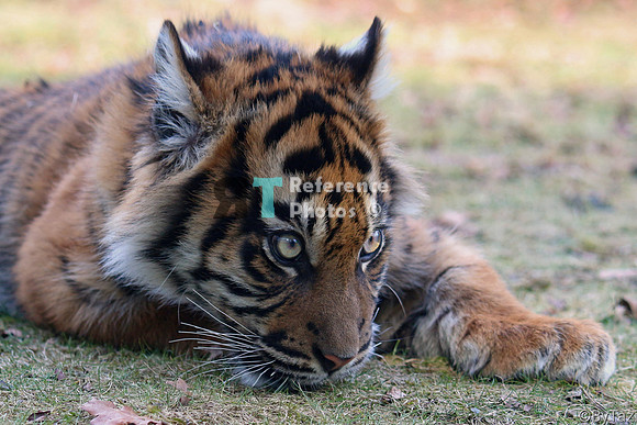 Sumatran tiger cub (Note: earlier work, less detailed than more recent work)