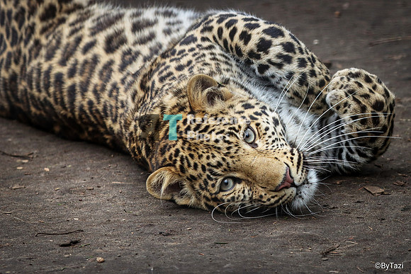 Relaxing leopard