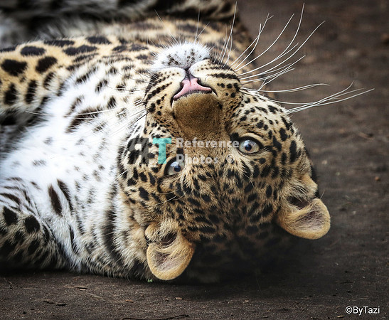 Rolling leopard
