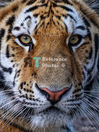 Amur tiger close up