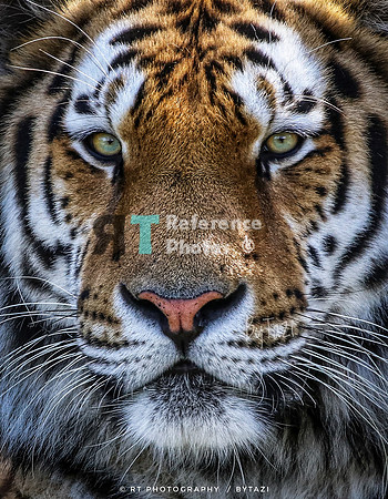 Amur Tiger close up