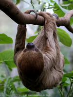 Linnaeus's two-toed sloth