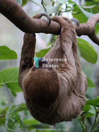 Linnaeus's two-toed sloth