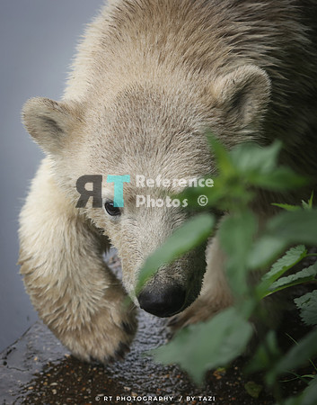 Polar bear cub