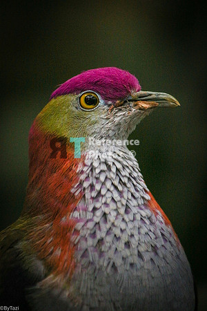 pigeon