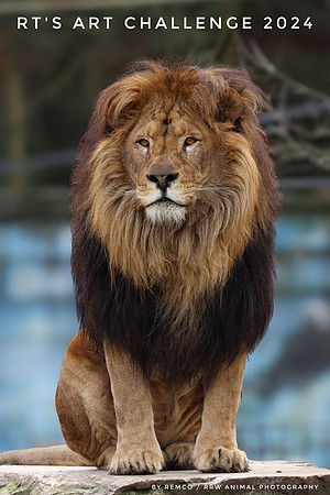 € 12,50 High Resolution Reference Photo including Standard Royalty Free License for RT's Lion Art Challenge