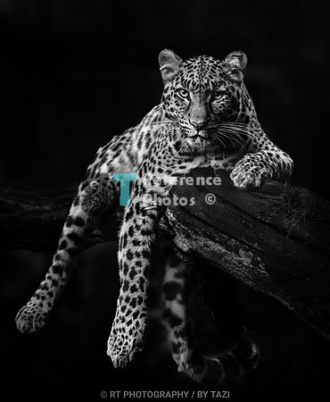 Leopard on a branch (b&w)
