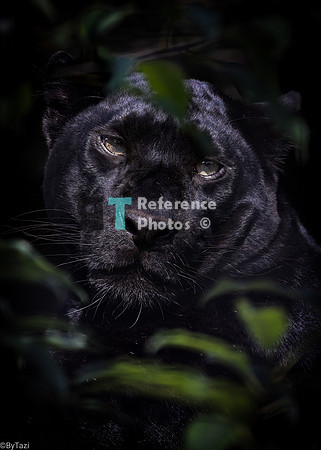 Black leopard