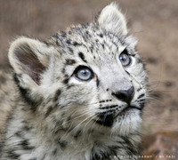 Snow Leopard cub