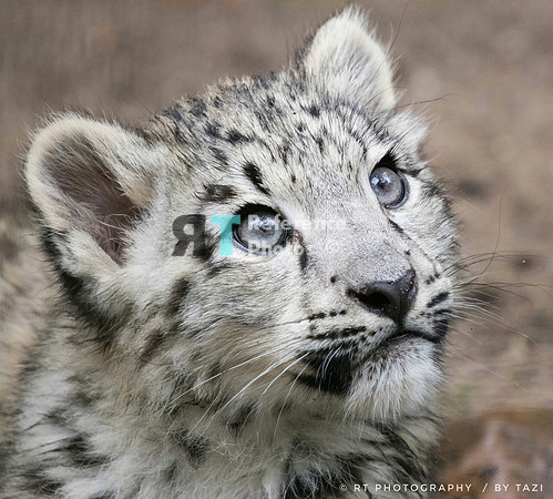 Snow Leopard cub