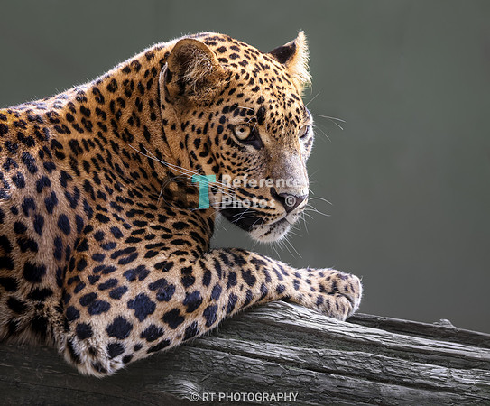 Sri lanka leopard
