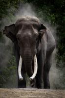 Asian Elephant Bull taking sandbath