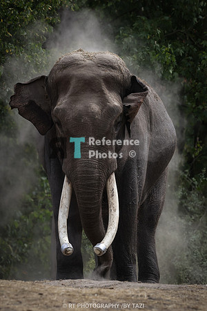 Asian Elephant Bull taking sandbath