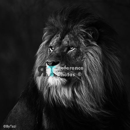 African lion (Black & white edit)