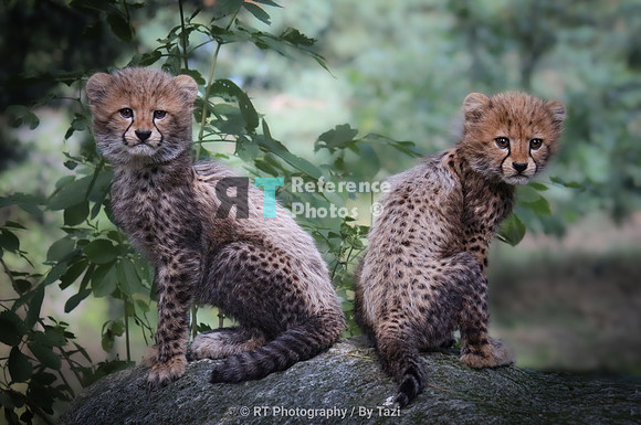 Cheetah cubs sitting on a rock (slightly less crisp, but cute)