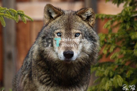 Grey wolf