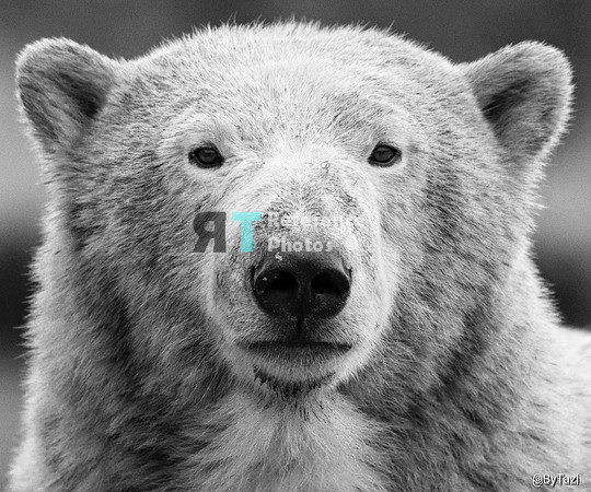 Polar bear portrait (B&W)